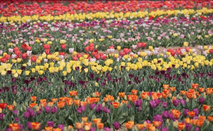 champ de tulipes