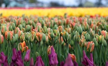 champ de tulipes