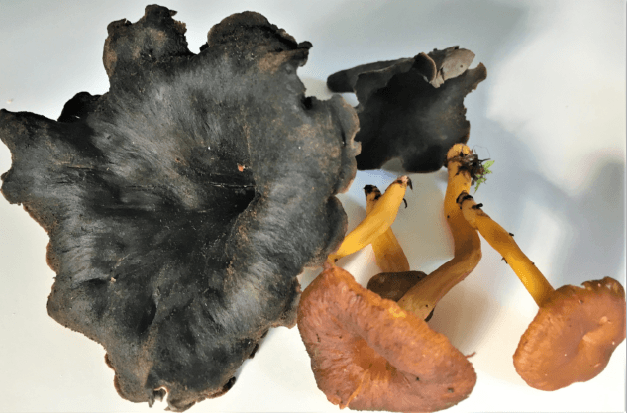 Girolles chanterelles trompettes de la mort champignons