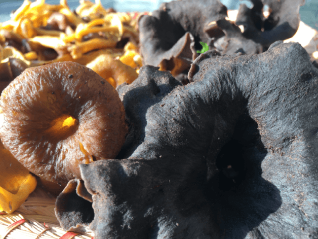 Girolles et trompettes de la mort
