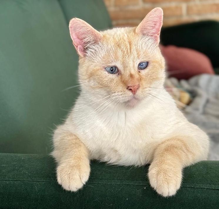 chat blanc