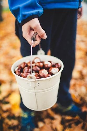 Des châtaignes sont ramassées à l'automne pour faire des figurines 