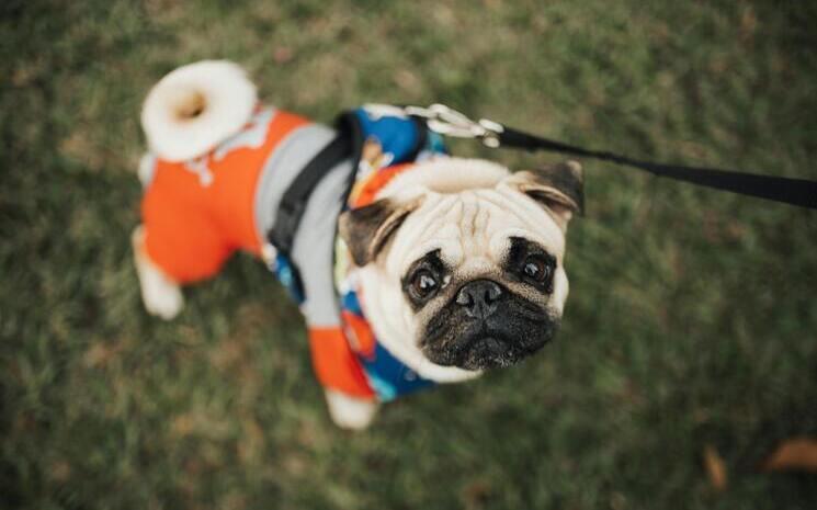 chien de race carlin tenu en laisse