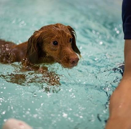 chien qui nage