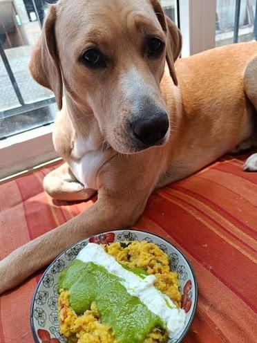 Un chien indien devant sa gamelle