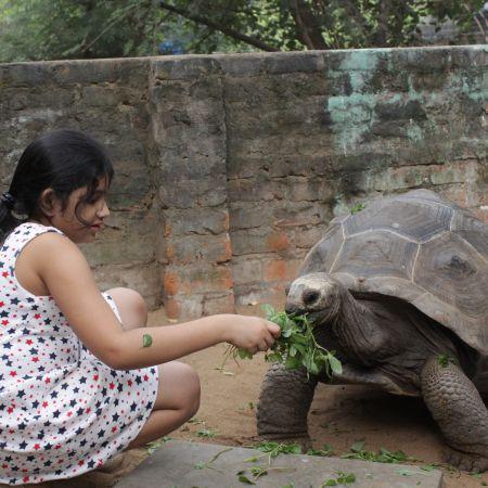 enfants animaux inde chennai