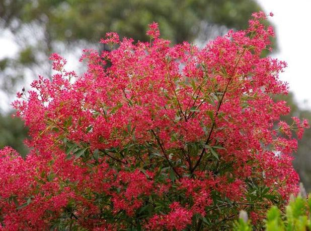 christmas bush en Australie 