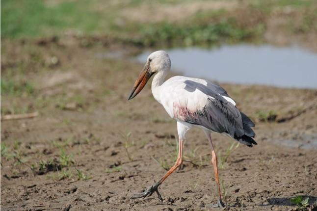 Cigogne à bec ouvert indien du lac Chilika en Inde