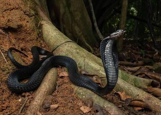 le cobra cracheur noir Naja sumatrana