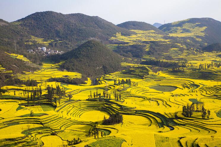 Champs de colza à Luoping, en Chine