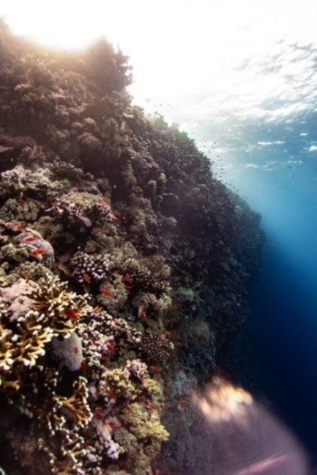 corail aux Lakshadweep