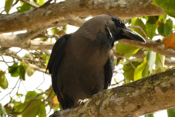 Un corbeau sur une branche dans le Kerala