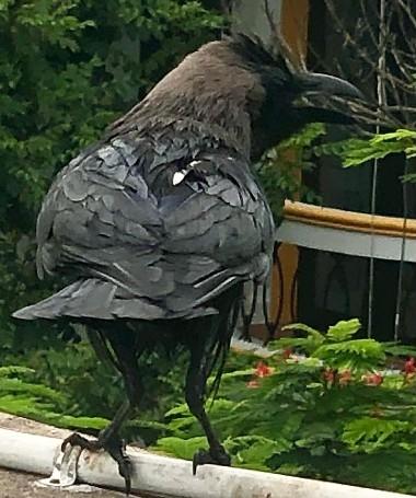 un corbeau ébouriffé à Pondichéry