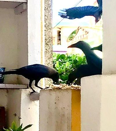 corbeaux mangeant un reste de repas à Pondichéry