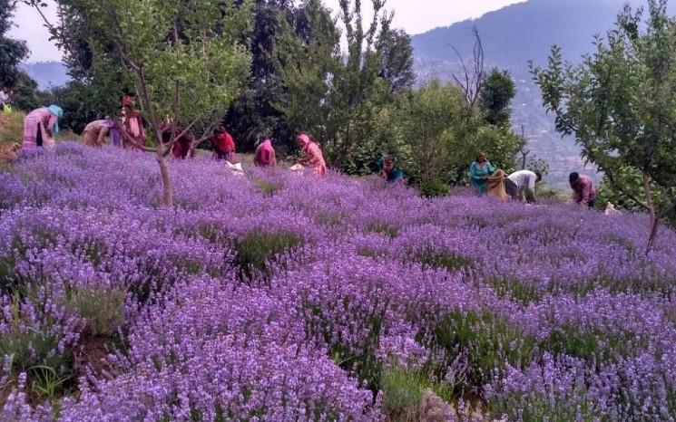 Femmes récoltant la lavande au Jammu en Inde