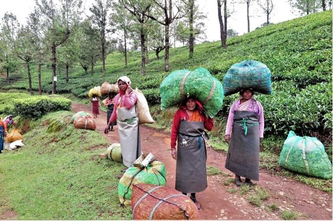 Cueilleuses de thé dans les Nilgiris en Inde