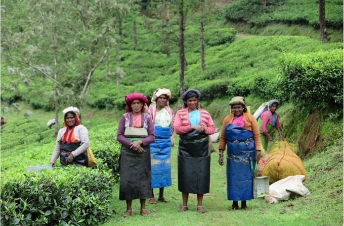 Cueilleuses de thé dans les Nilgiris en Inde