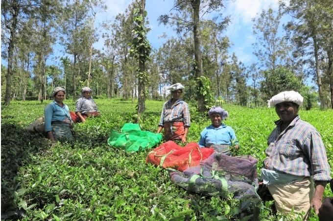 Cueilleuses de thé dans les Nilgiris en Inde