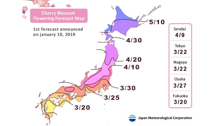 date floraison sakura japon cerisier