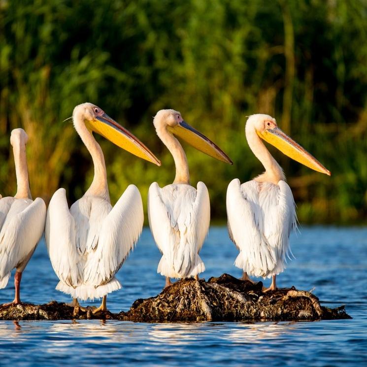 delta-danube-pelican