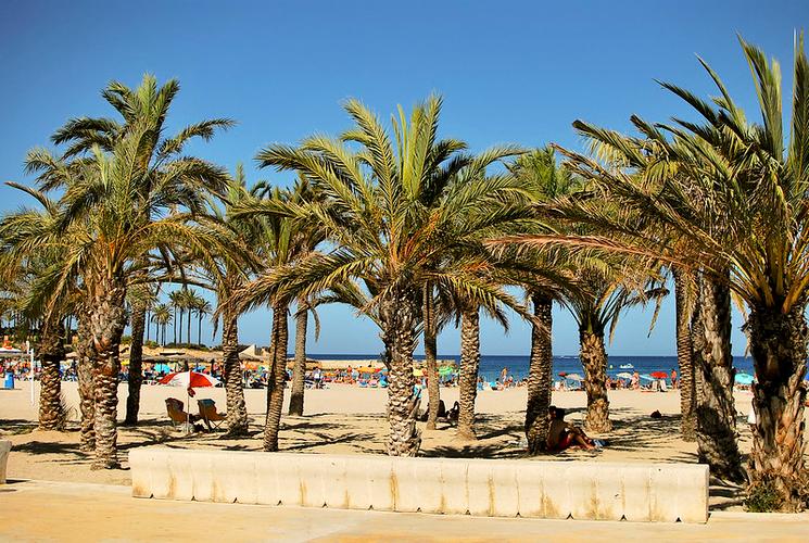 Des palmiers le long d'une plage