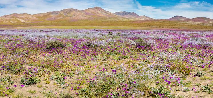 Désert d'Atacama, Chili