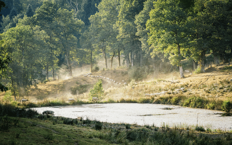 Troupeaux de moutons sur le plateau de millevaches