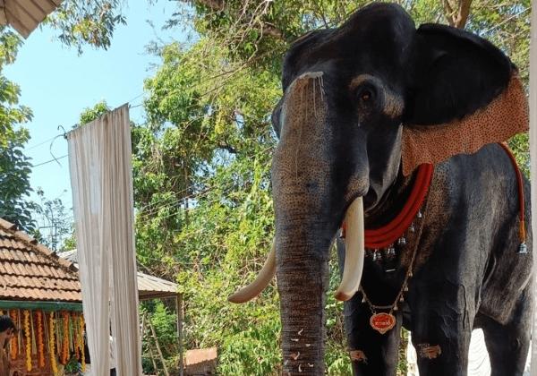 L'éléphant mécanique donné par PETA India à un temple du Kerala