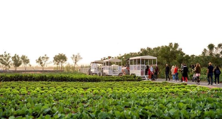 emirates bio farm