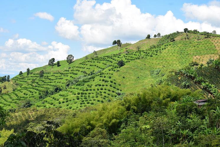 l'Eje Cafetero en Colombie, le décor d'Encanto