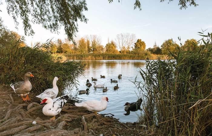 Le lac Marjal avec des canards à Gandia