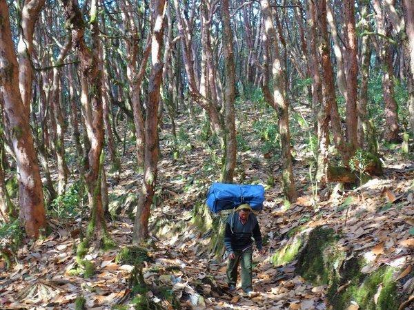 forêt inde népal darjeeling sikkim inde