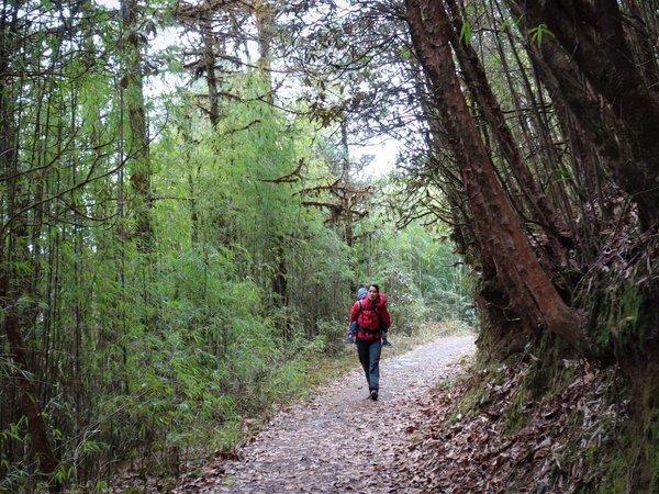 trek foret darjeeling sikkim inde 