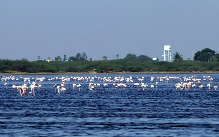 Les flamants roses au lac Pulicat