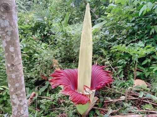 amorphophallus titanum