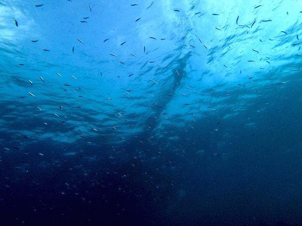 fonds marins maldives 