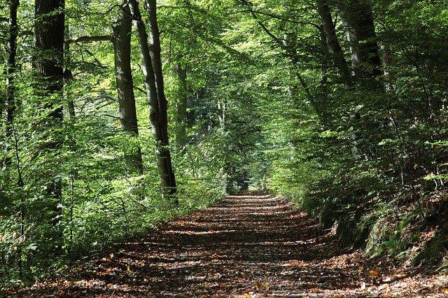 transylvanie-foret-chenes-seculaires-tourisme-roumanie