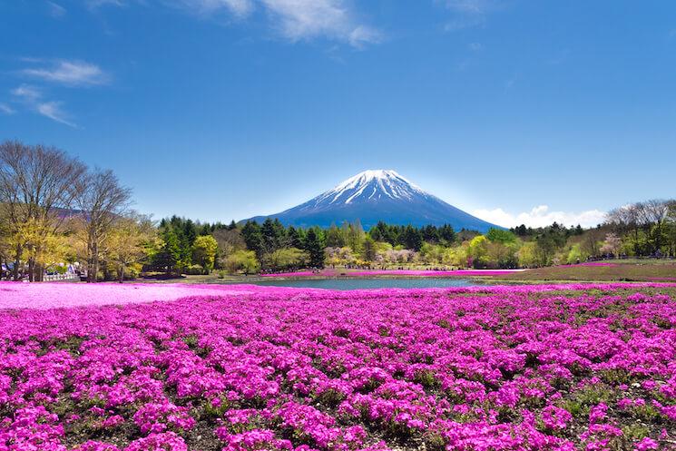 Fuji Shibazakura au Japon