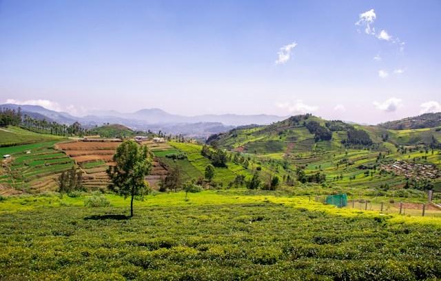 Coonoor ou le grenier de l'Inde du Sud