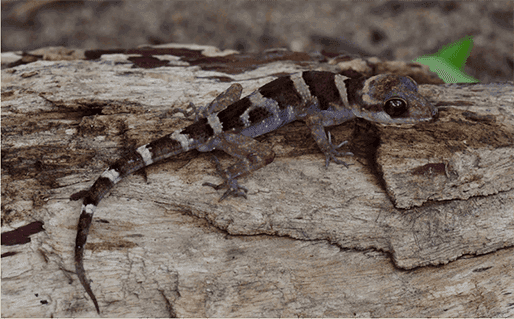 gecko orteil courbe