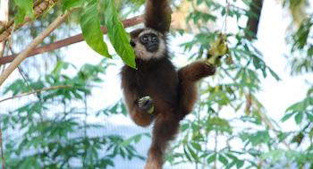 Chanee Kalaweit gibbon Kalimantan Borneo