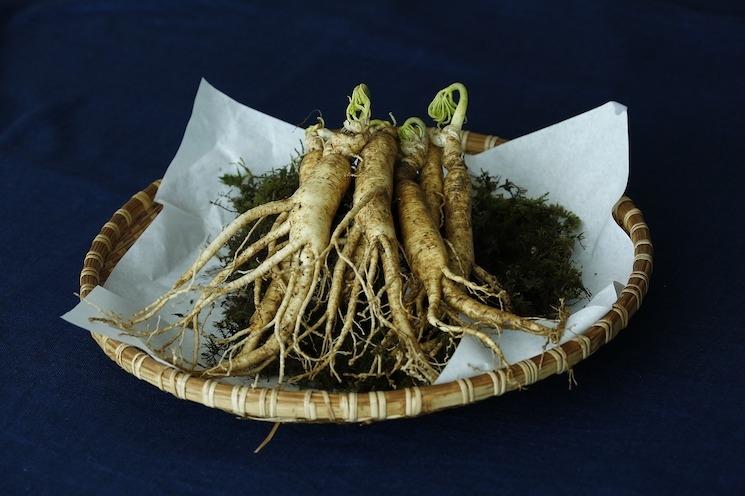 Ginseng coréen