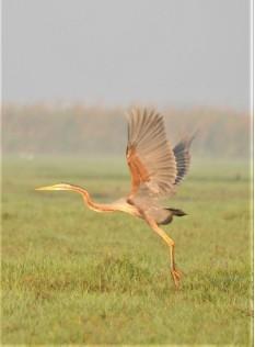 Héron pourpré du lac Chilika en Inde