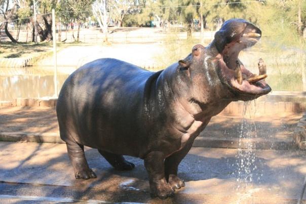 un hippopotame malade dans un zoo 