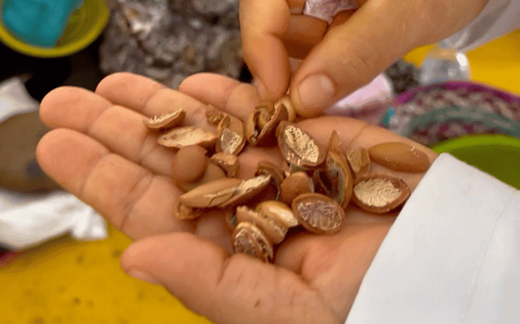 Noix d’argan © Pauline Deprez