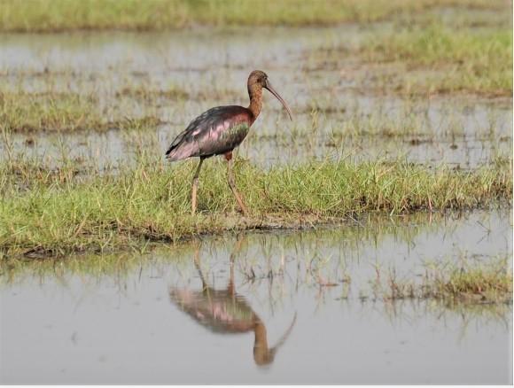 Ibis falcinelle du lac Chilika