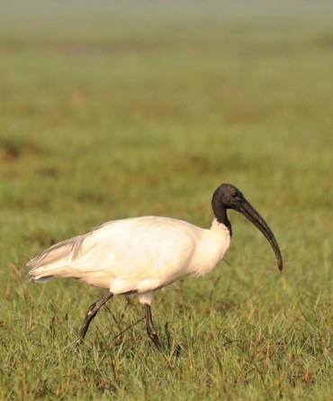 Ibis à tête noire du lac Chilika en Inde