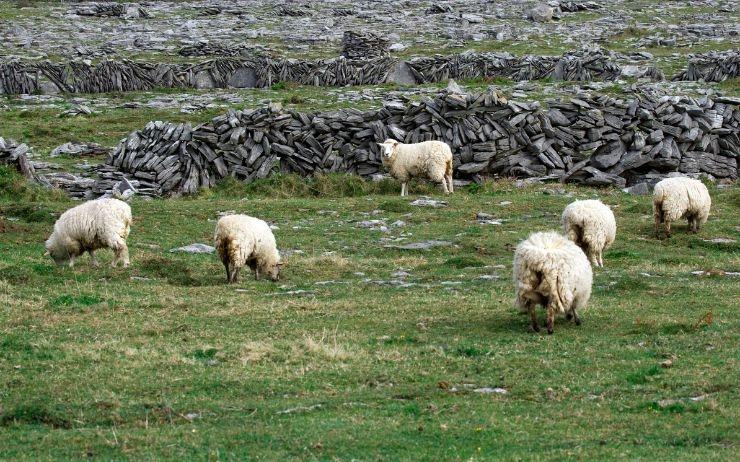 moutons sur les iles d'Aran