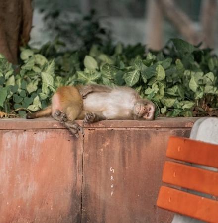 Un singe dans un parc de Delhi