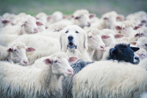 un bon chien de garde